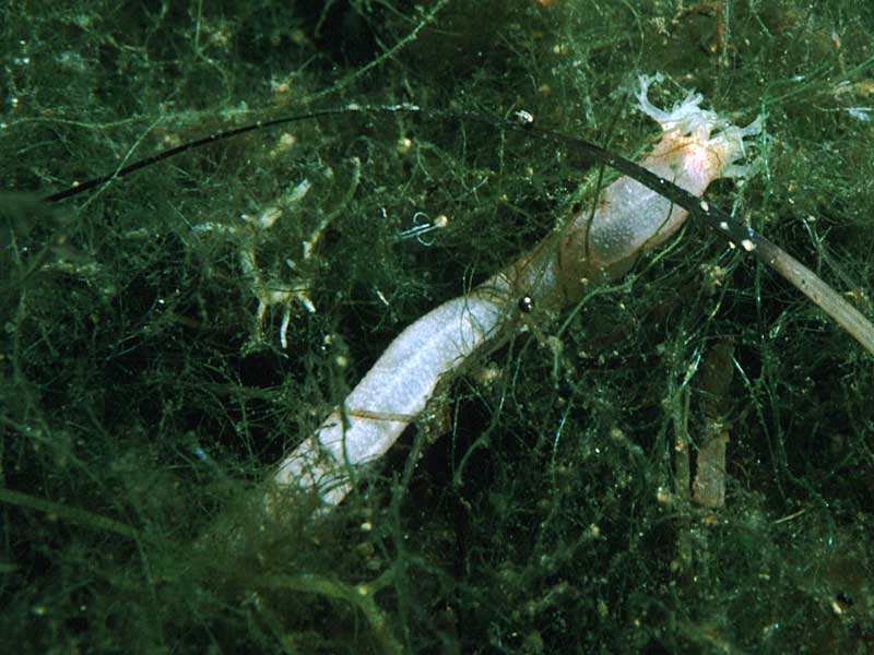 Leptosynapta inhaerens